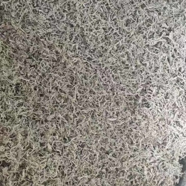 莓茶