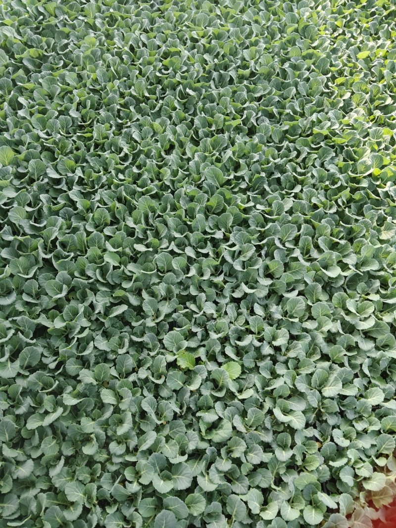 【西兰花】长势旺盛结球紧实现货直发基地直销