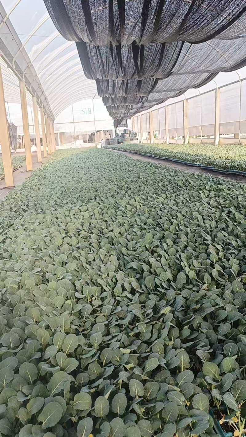 【平包】苗场直供移栽不缓苗质量保证技术指导