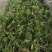 鹅肠草，鹅儿肠菜鸡肠草牛繁缕繁缕草