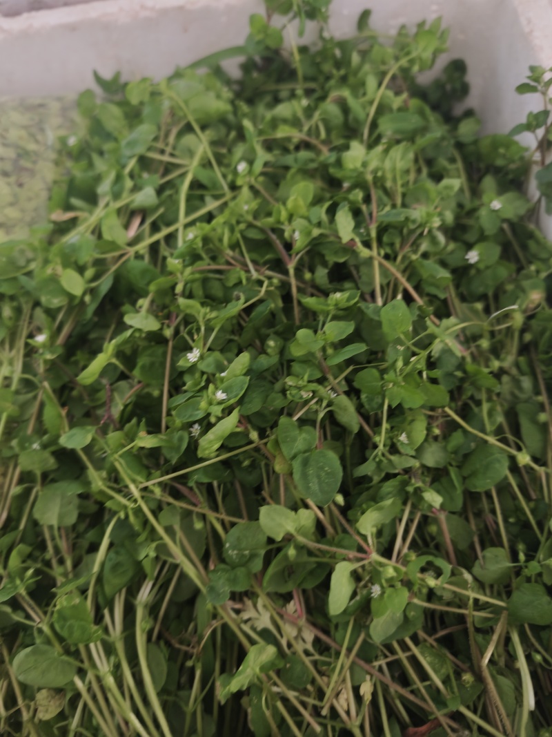 鹅肠草，鹅儿肠菜鸡肠草牛繁缕繁缕草