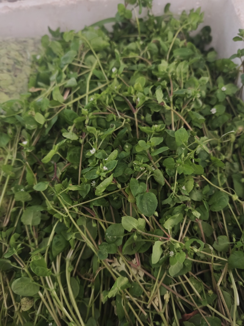 鹅肠草，鹅儿肠菜鸡肠草牛繁缕繁缕草