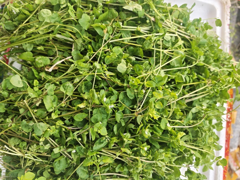 鹅肠草，鹅儿肠菜鸡肠草牛繁缕繁缕草