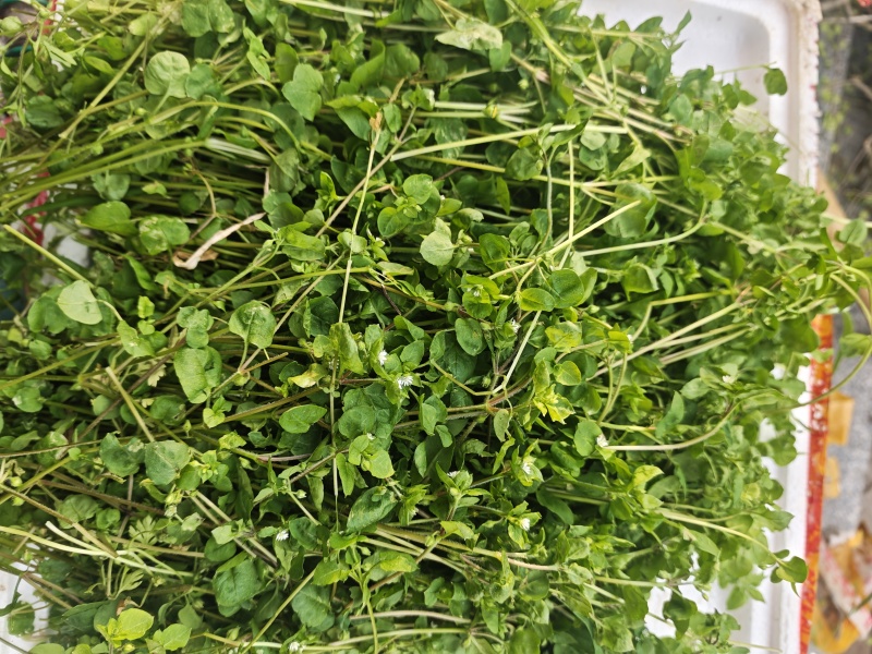 鹅肠草，鹅儿肠菜鸡肠草牛繁缕繁缕草