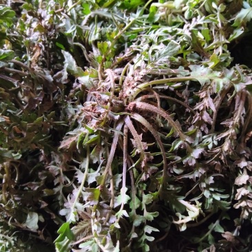 山东精品野生荠菜，更香味更好吃，支持视频看货