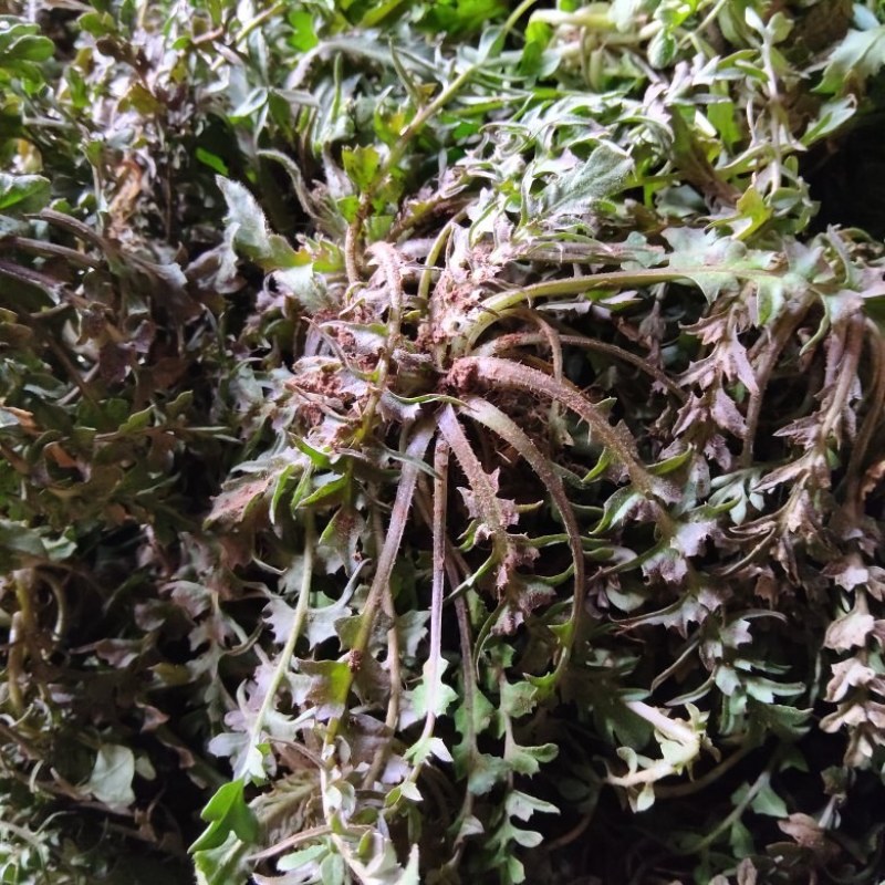 山东精品野生荠菜，更香味更好吃，支持视频看货