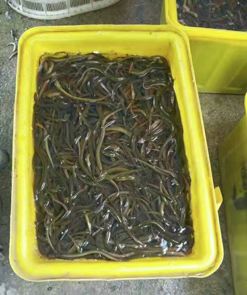 黄鳝苗，厂家直发，大量有货，欢迎各位老板咨询采购