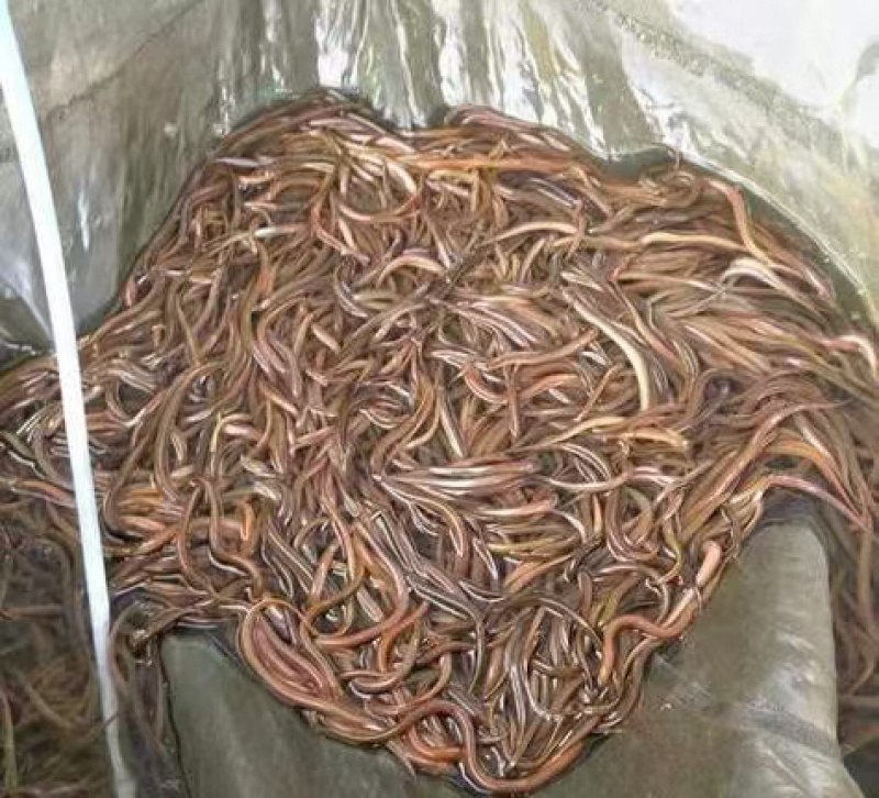 黄鳝苗，厂家直发，大量有货，欢迎各位老板咨询采购