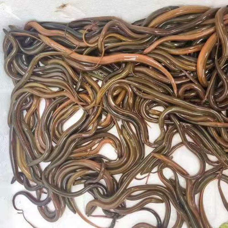 黄鳝苗，厂家直发，大量有货，欢迎各位老板咨询采购