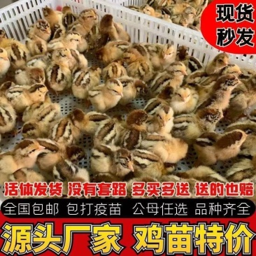 青脚麻，黄鸡，瑶鸡，乌鸡，公母都有，120天的