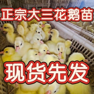 大三花，浦三，苗大，专车专送，四川可以上门高于市场回收