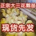 大三花，浦三，苗大，专车专送，四川可以上门高于市场回收