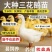 正宗大三花花鹅苗，本地出苗，蛋大，平均三两五的蛋。