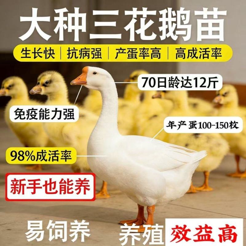 正宗大三花花鹅苗，本地出苗，蛋大，平均三两五的蛋。