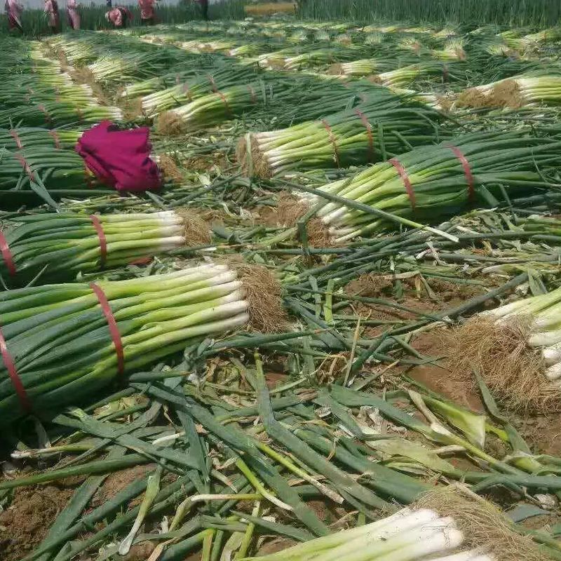 大葱种子，产地一手货源量大优惠，量大优惠欢迎合作