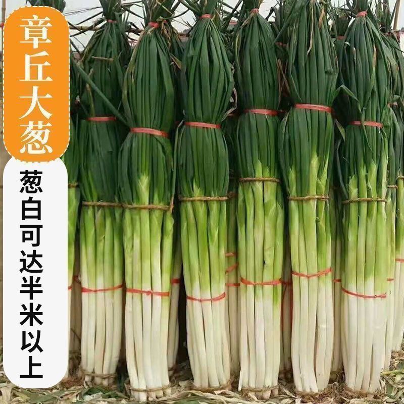 大葱种子，产地一手货源量大优惠，量大优惠欢迎合作