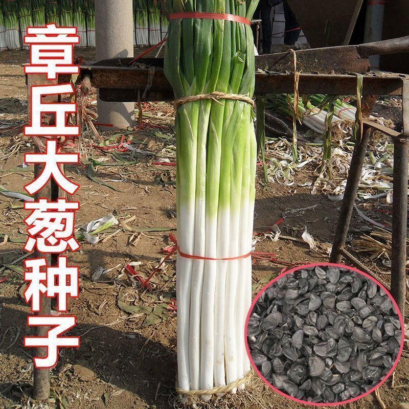 大葱种子，产地一手货源量大优惠，量大优惠欢迎合作