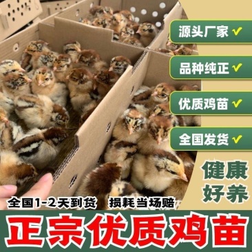 快大型麻乌麻黑901鸡苗，五黑鸡一绿，可大量发种蛋