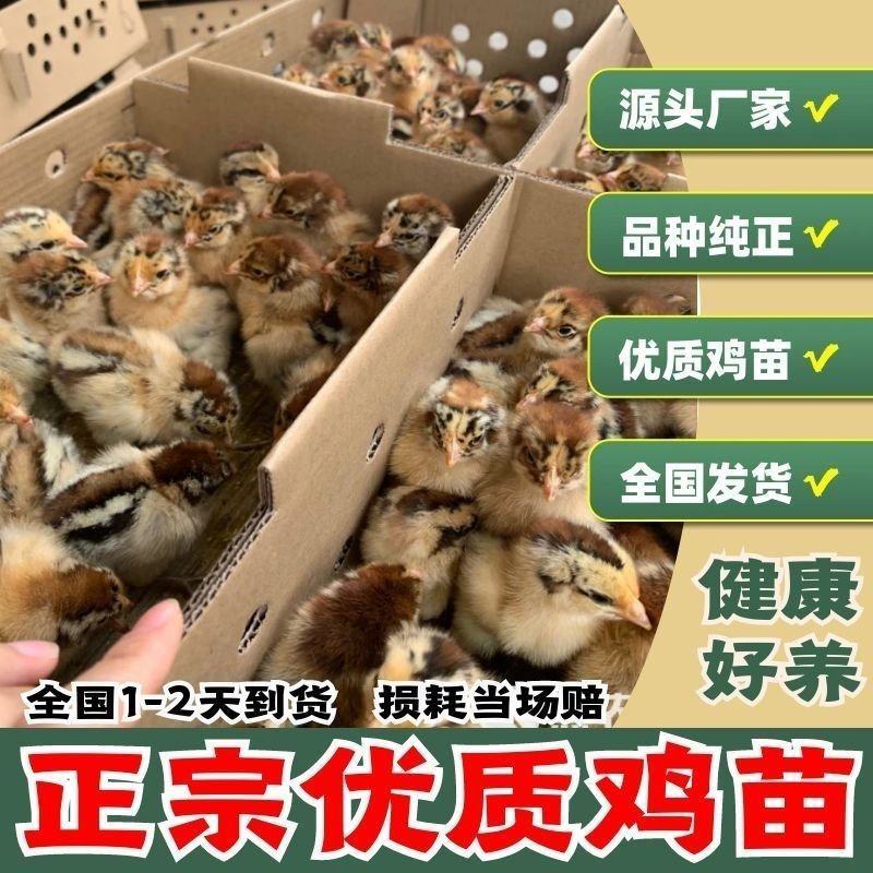 快大型麻乌麻黑901鸡苗，五黑鸡一绿，可大量发种蛋
