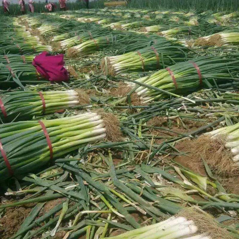 大葱种子，产地一手货源量大优惠，量大优惠欢迎合作