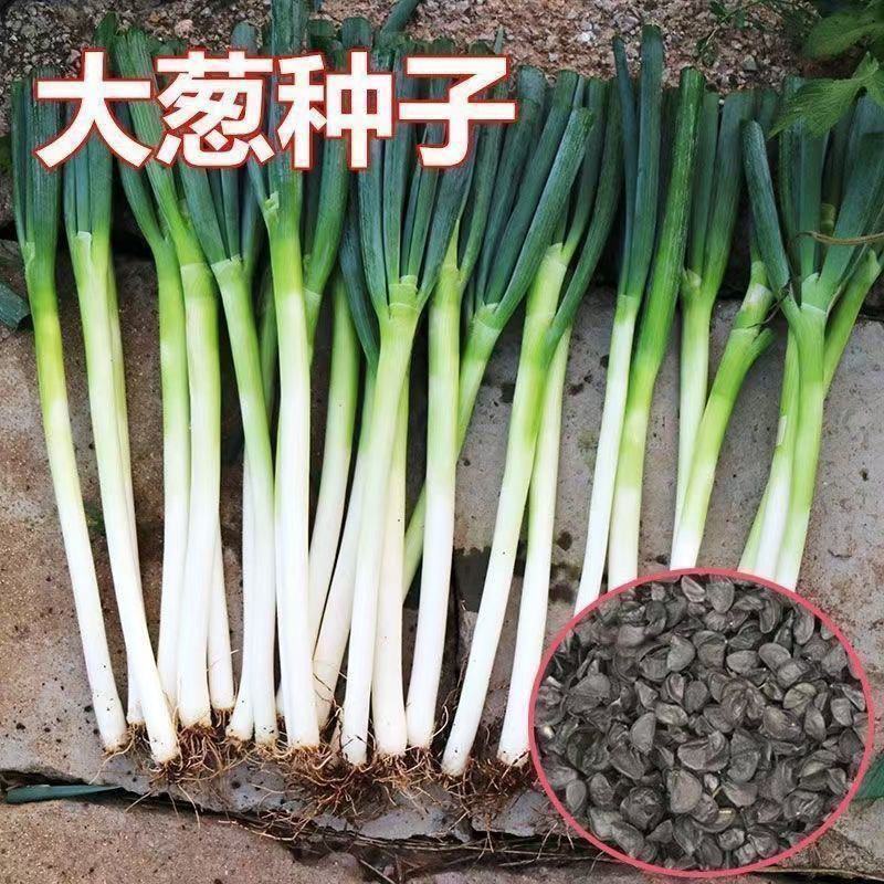 章丘大葱种子，量大优惠产地一手货源对接全国市场电商平台