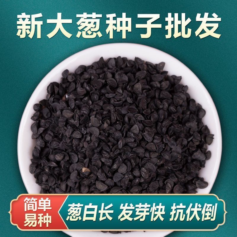 章丘大葱种子，量大优惠产地一手货源对接全国市场电商平台