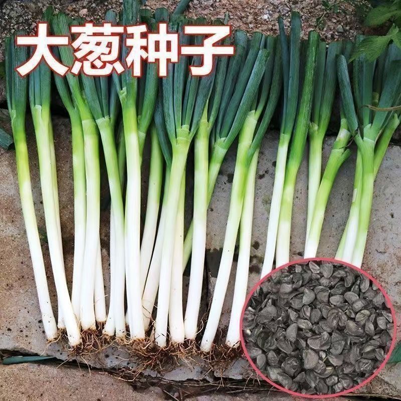 章丘大葱种子，量大优惠产地一手货源对接全国市场电商平台