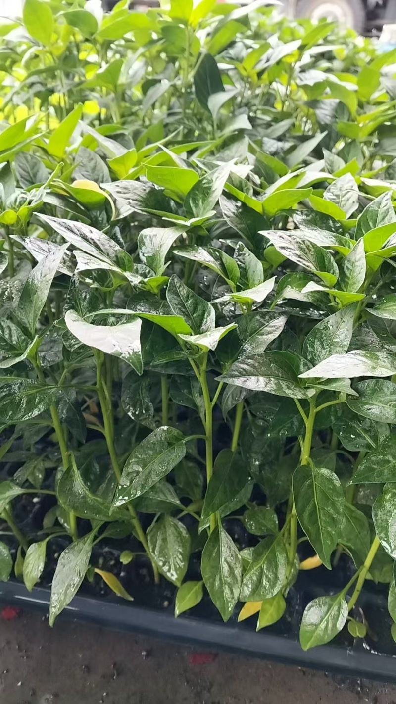苗场直供辣椒苗：泡椒易活丰产量大从优