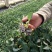 【松花】（白花）菜花苗苗场直供量大优惠