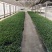 【松花】（白花）菜花苗苗场直供量大优惠