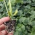 【番茄苗】【大番茄直生】西红柿苗全基质穴盘苗苗场直供