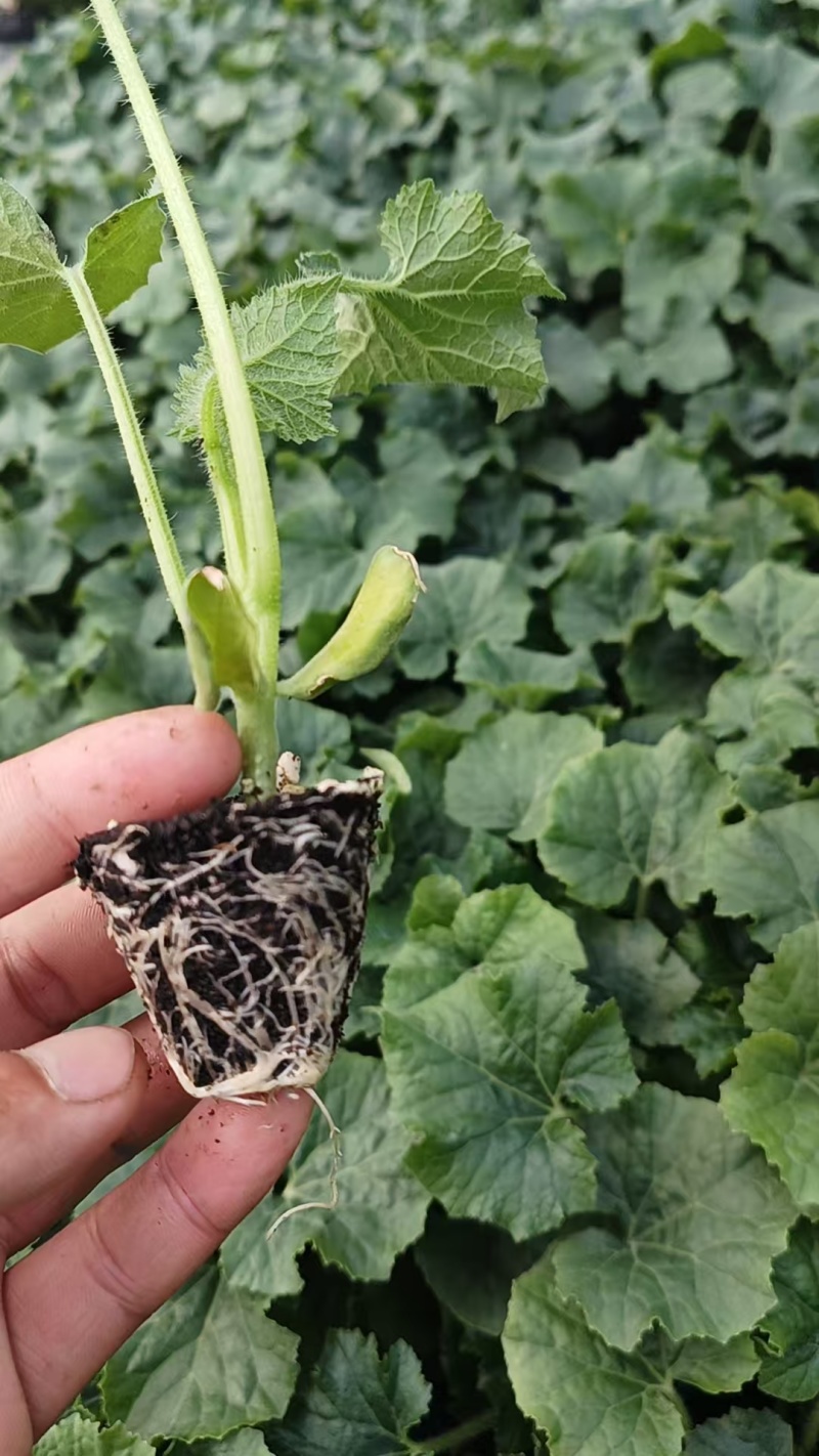 【番茄苗】【大番茄直生】西红柿苗全基质穴盘苗苗场直供