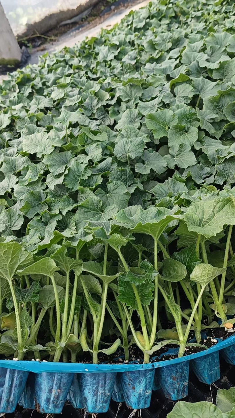 【番茄苗】【大番茄直生】西红柿苗全基质穴盘苗苗场直供