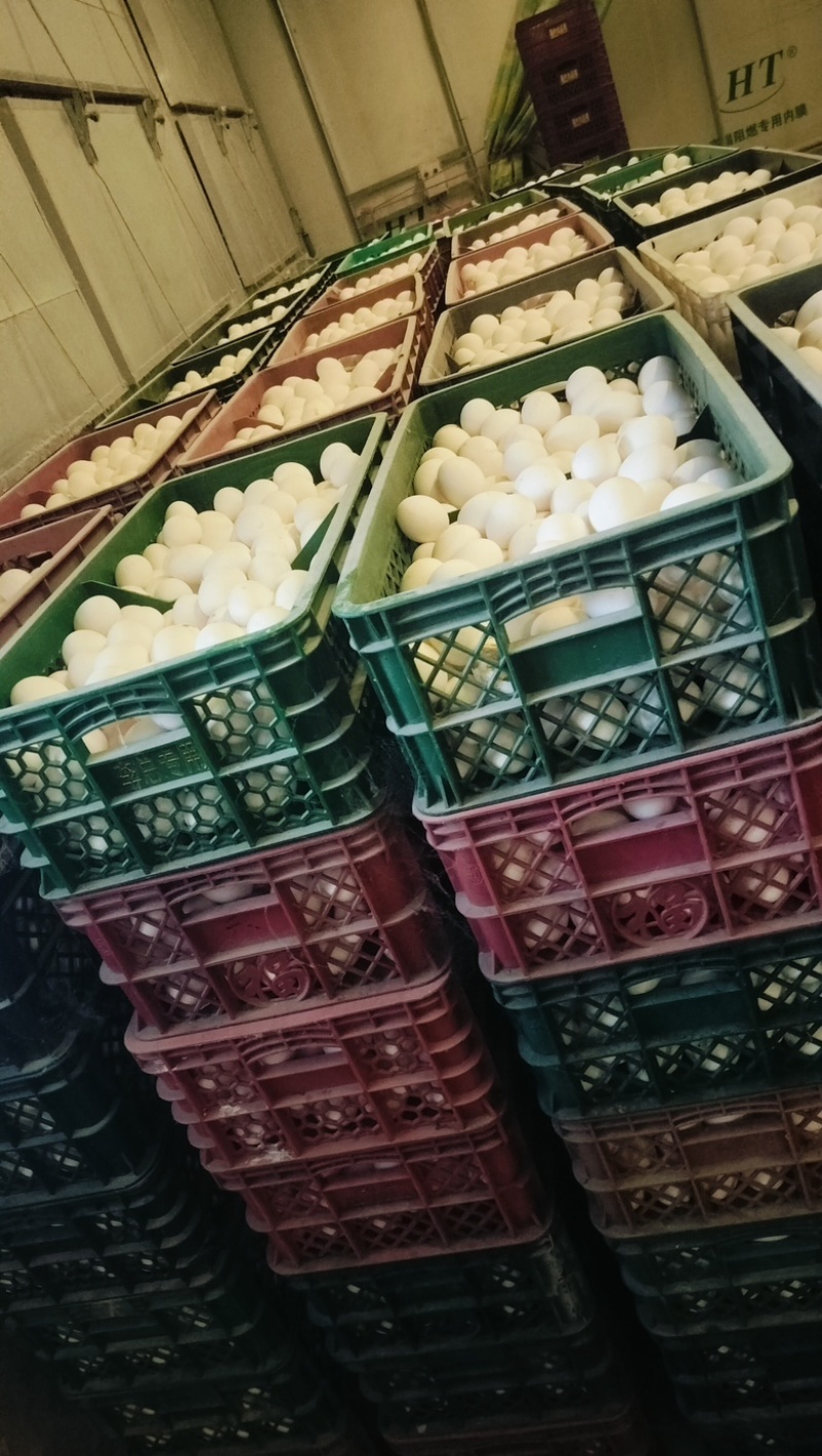 精品鲜鸡蛋白鸡蛋土鸡蛋，大量供应，货源充足，量大从优