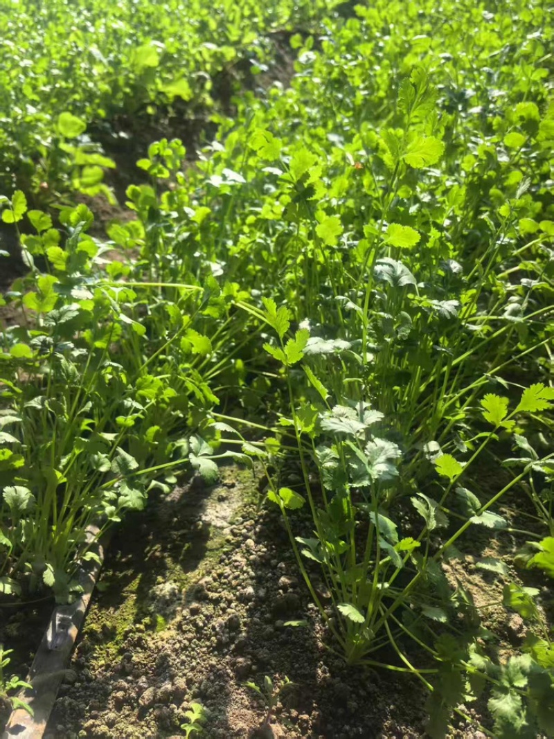 哈尔滨本地香菜，产地直发，大量有货，欢迎各位老板咨询采购