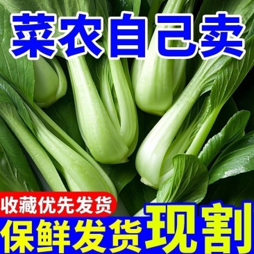 上海将大量上市，全国发货，欢迎进店沟通