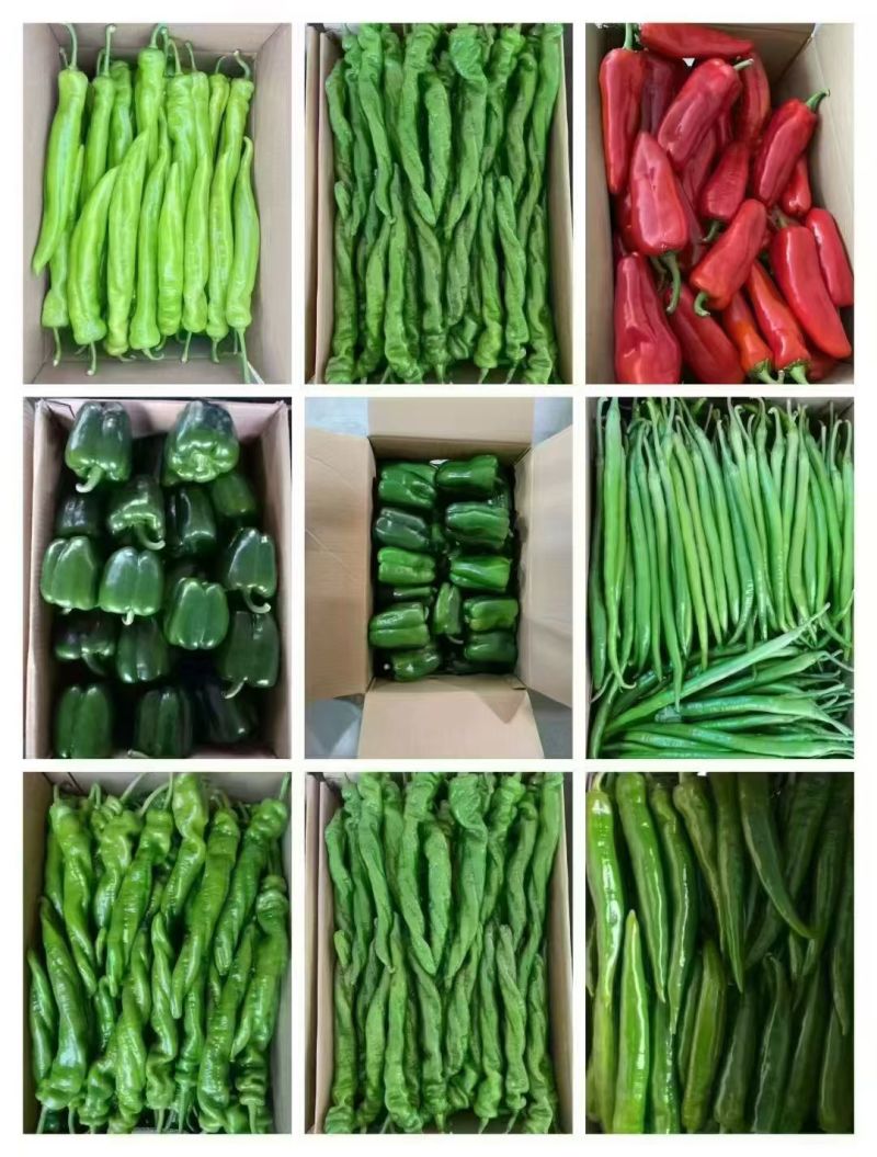精品螺丝椒，次椒，总椒都有