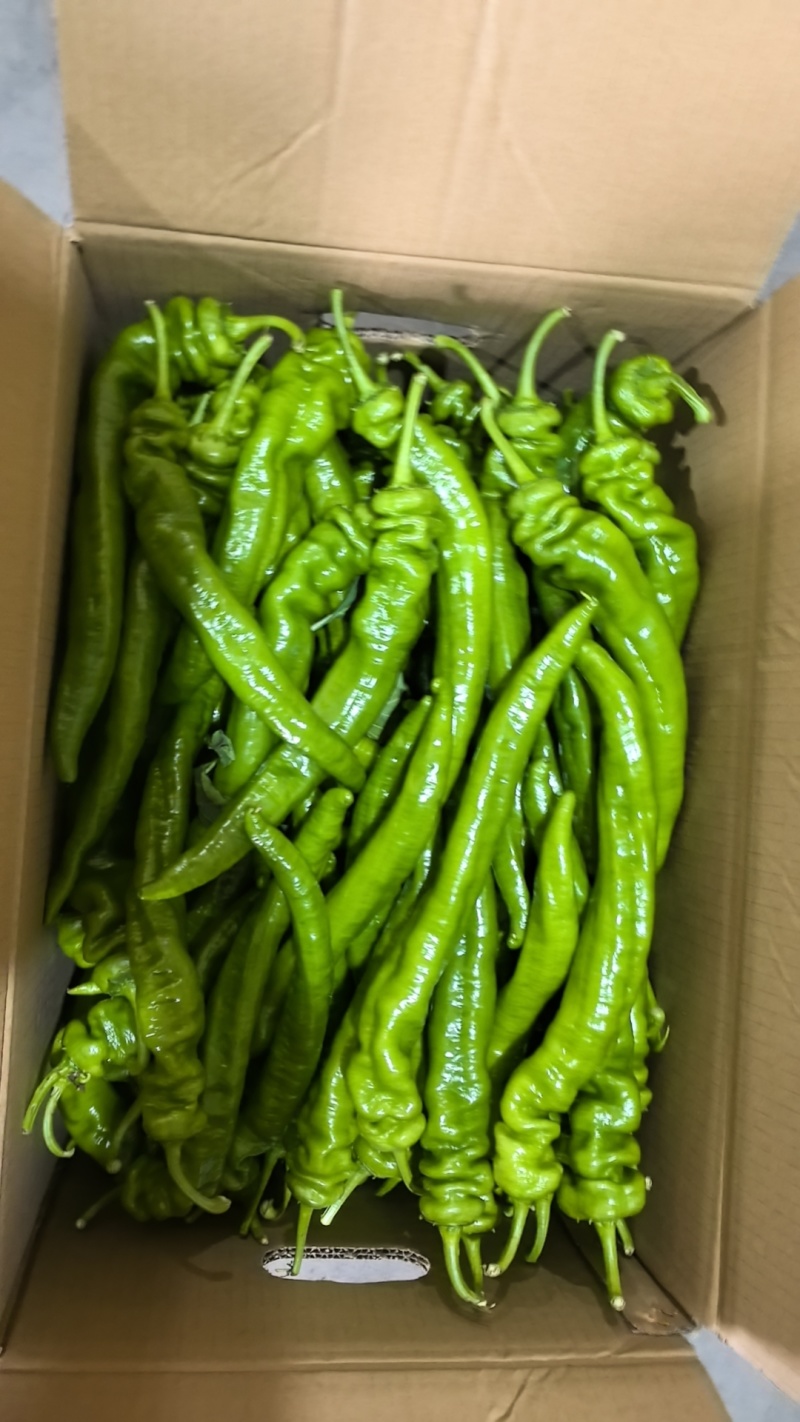 精品螺丝椒，次椒，总椒都有