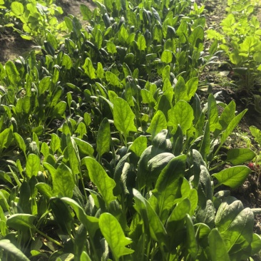 菠菜，基地直发，可视频看货，可对接全国，量大从优