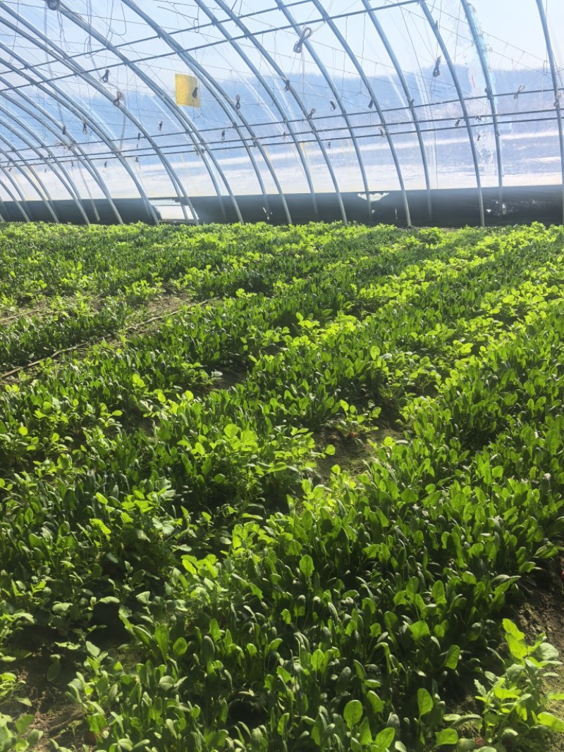 菠菜，基地直发，可视频看货，可对接全国，量大从优