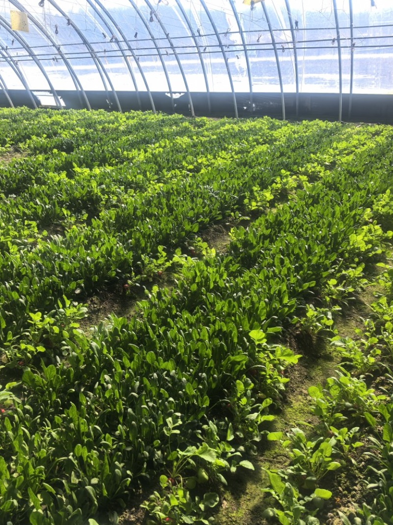 菠菜，基地直发，可视频看货，可对接全国，量大从优