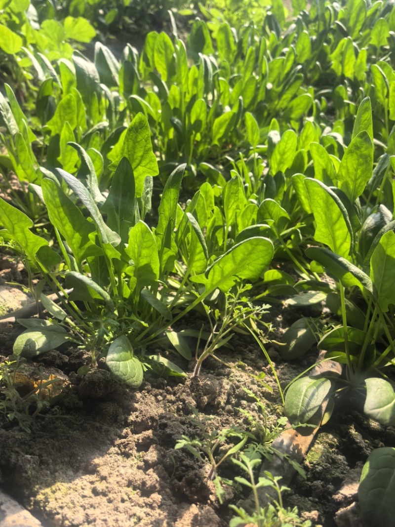 菠菜，基地直发，可视频看货，可对接全国，量大从优