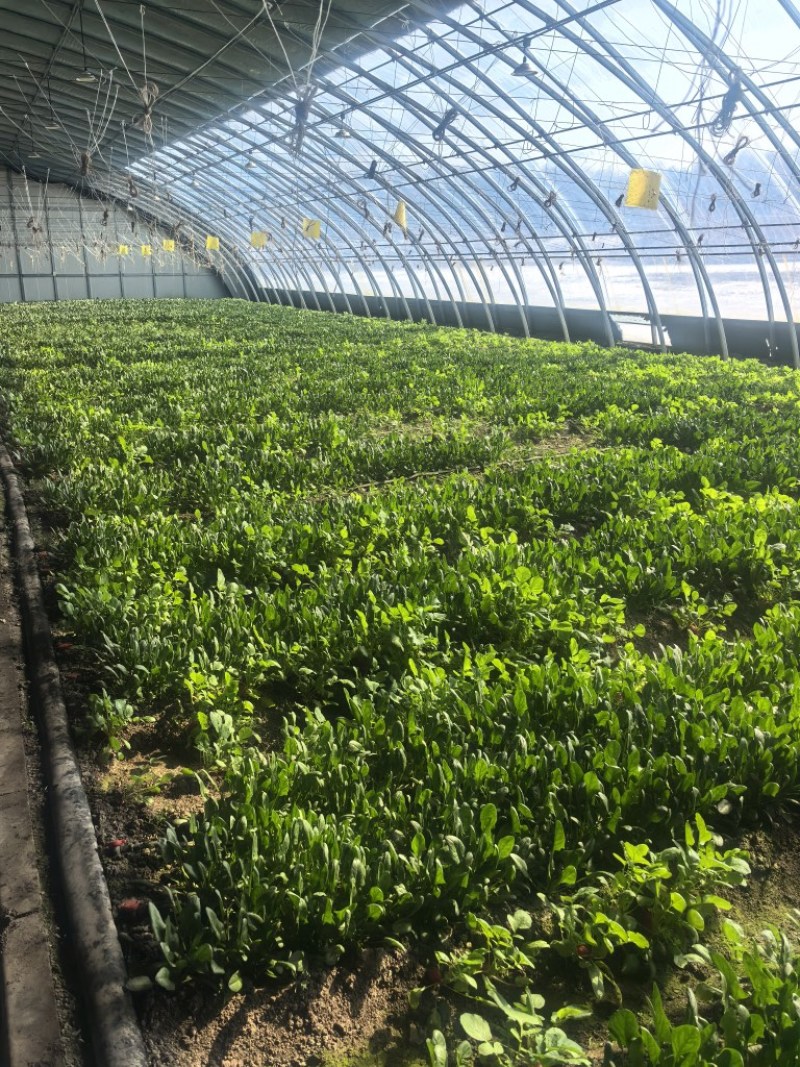 菠菜，基地直发，可视频看货，可对接全国，量大从优