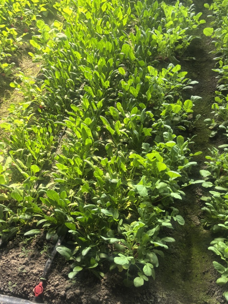 菠菜，基地直发，可视频看货，可对接全国，量大从优