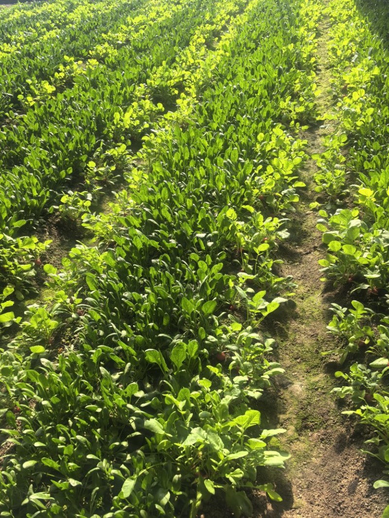 菠菜，基地直发，可视频看货，可对接全国，量大从优