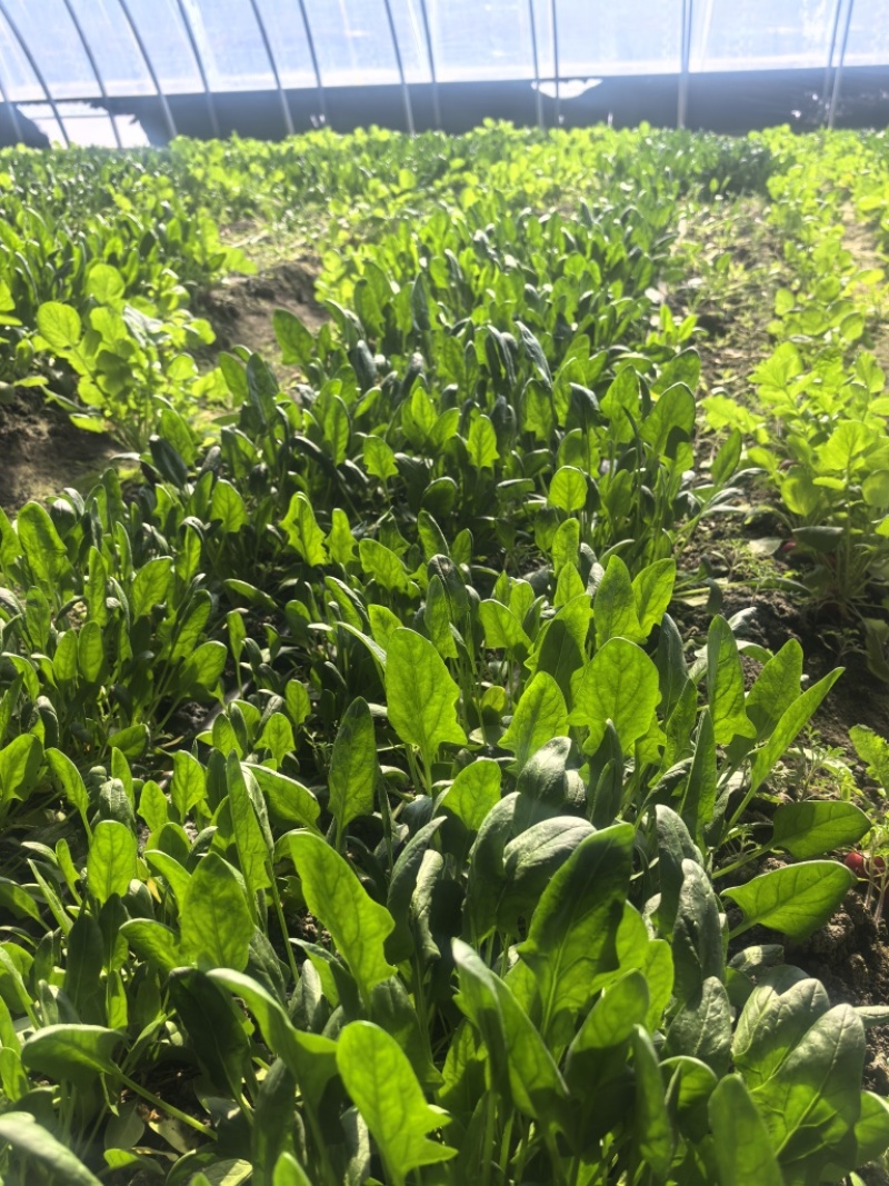 菠菜，基地直发，可视频看货，可对接全国，量大从优