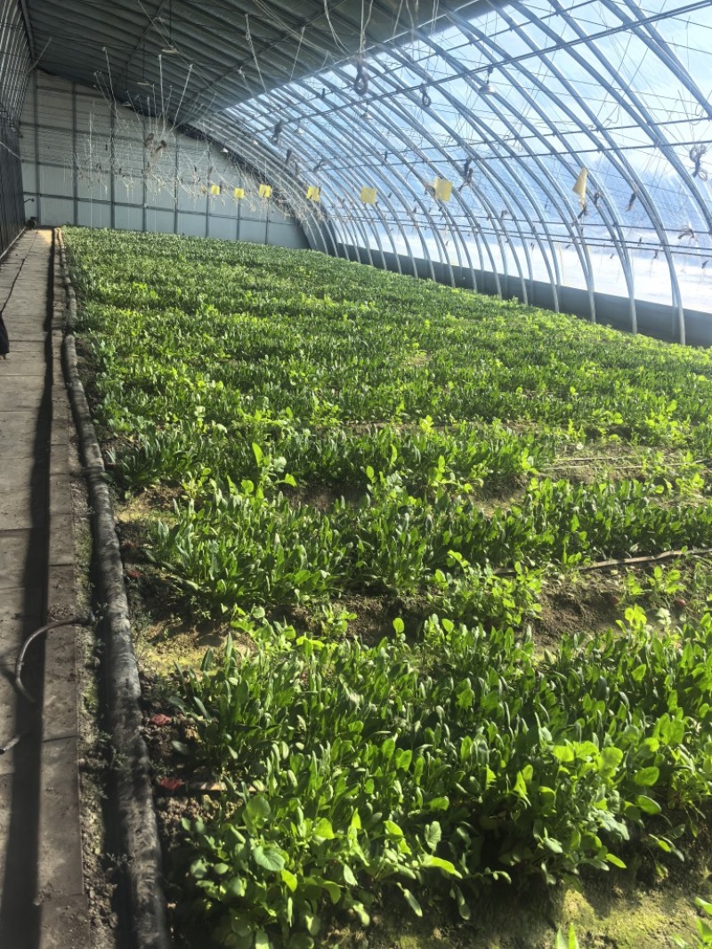 菠菜，基地直发，可视频看货，可对接全国，量大从优