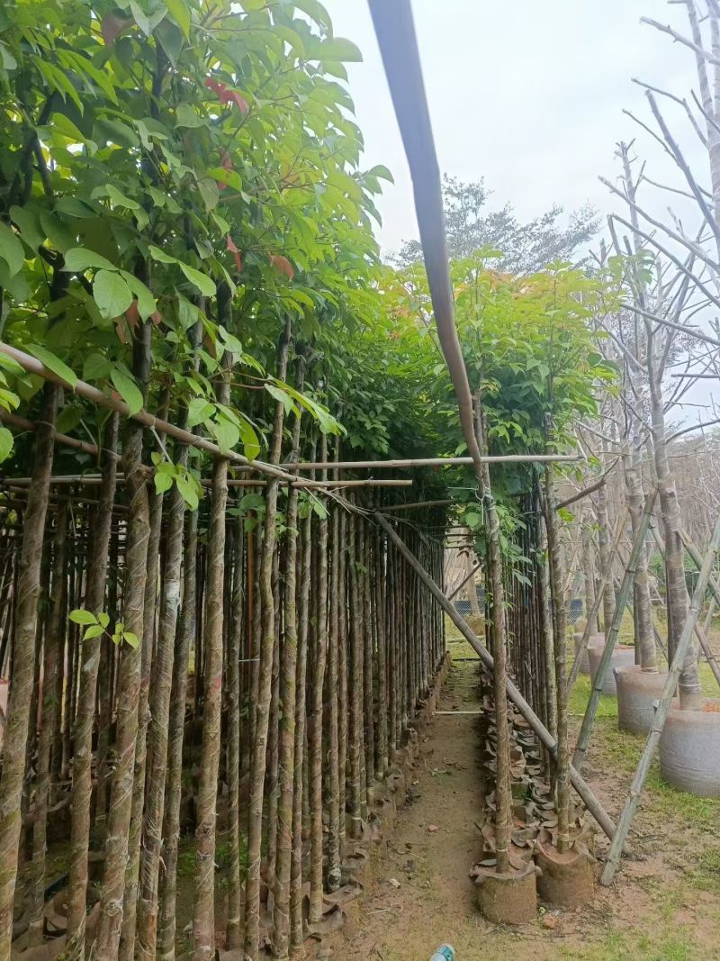 大量秋枫5至15分出售