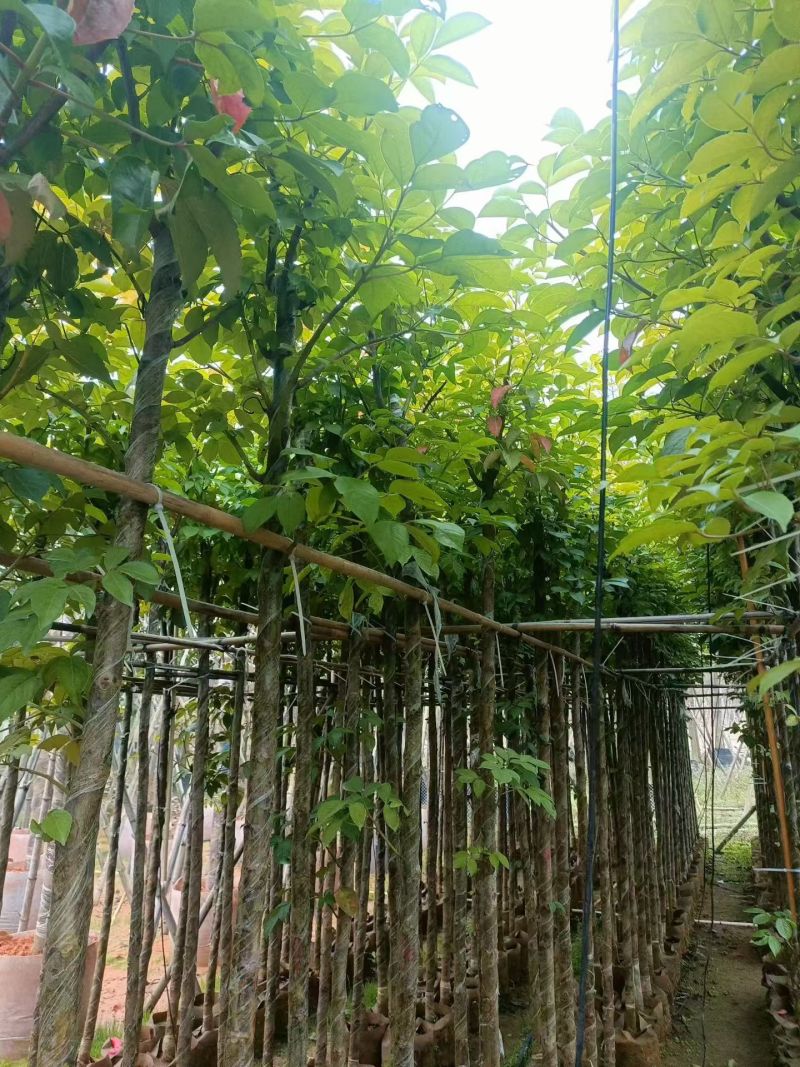 大量秋枫5至15分出售