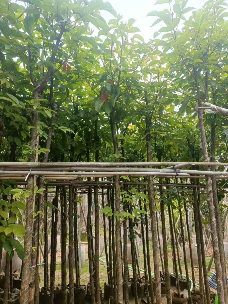 大量秋枫5至15分出售